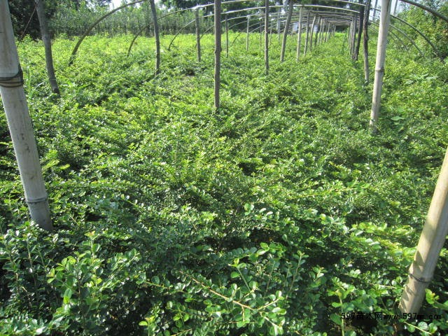 平枝荀子 30-50cm圖片|苗木|苗木圖庫|597苗木網(wǎng)