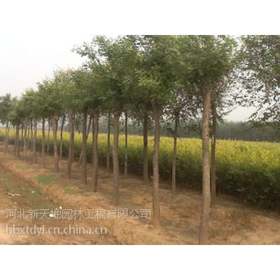 供應(yīng)高速綠化苗木養(yǎng)護(hù):***易養(yǎng)護(hù)的苗木:金葉榆