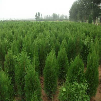 側(cè)柏樹(shù)苗 側(cè)柏樹(shù) 柏樹(shù)苗 庭院綠化側(cè)柏葉 柏樹(shù)綠化苗木