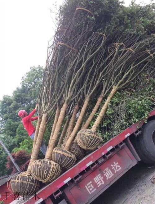 浙江紫薇產(chǎn)地 紅火箭紫薇新品種金華千喜苗木供應(yīng)商