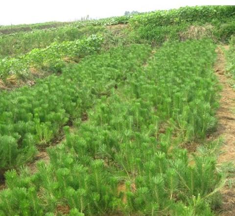 29產(chǎn)品圖片-山西駿達(dá)苗木基地