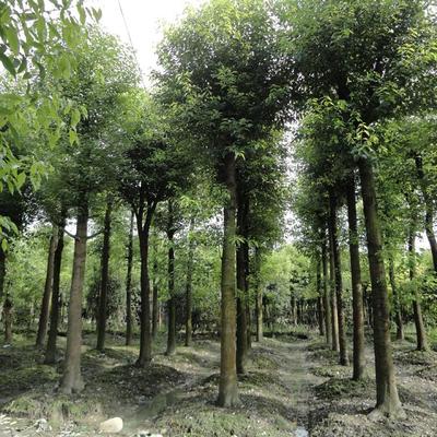 香樟樹(shù)[價(jià)格面議] 重慶苗木銷(xiāo)售-北碚區(qū)鴻鋒琳花木園藝場(chǎng)