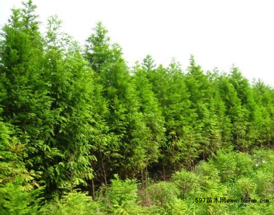 落羽杉圖片|苗木圖庫(kù)|597苗木網(wǎng)