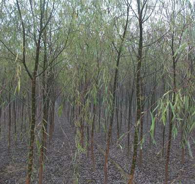 【出售垂柳*】圖片,海量精選高清圖片庫_保定綠源苗木-中國網庫