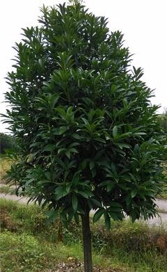 【【海口苗圃】綠化苗菱角三環(huán) 道路綠化苗木綠化苗木基地】?jī)r(jià)格_廠家_圖片