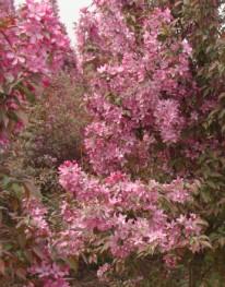 山東苗木網(wǎng)的功能及主推產(chǎn)品概況,山東苗木網(wǎng)的功能及主推產(chǎn)品概況生產(chǎn)廠家,山東苗木網(wǎng)的功能及主推產(chǎn)品概況價(jià)格