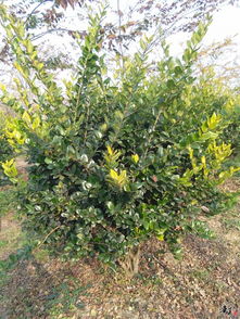 精品香樟 欒樹 金森女貞球推薦 公司相冊(cè) 天長(zhǎng)市榮沁苗木種植專業(yè)合作社