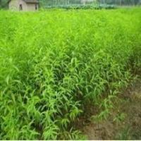 桃苗 桃樹實生苗 桃樹嫁接苗 占地大桃樹 桃苗價格[現貨供應]_綠化苗木_世界工廠網中國產品信息庫