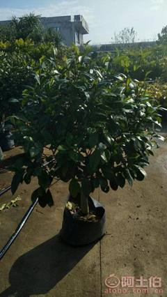 【球形含笑袋苗銷售、基地直銷、農戶種植】綠化苗木,價格,廠家,供應商,花木,龍海市東泗興輝園藝場 - 產品庫