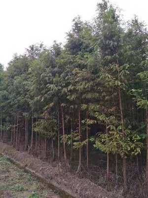 4公分水杉價格 水杉基地批發