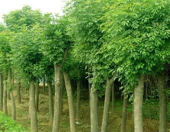 認真履行濕地保護的承諾