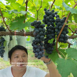 新聞 紅太陽葡萄樹苗產品展示  歡迎你