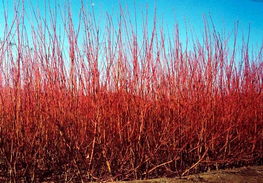 供應 紅瑞木,金山繡線菊,白臘等綠化苗木