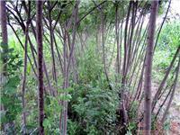 找山東郯城昌育銀杏苗圃的白臘苗木價格、圖片、詳情,上一比多_一比多產品庫