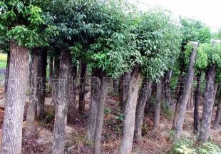 瀏陽市拓景園林綠化苗圃供應(yīng)綠化苗木供應(yīng)香樟_農(nóng)副產(chǎn)品_世界工廠網(wǎng)中國產(chǎn)品信息庫