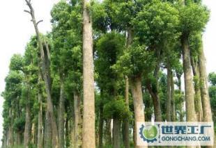 綠化苗木10-60公分再生香樟_農(nóng)副產(chǎn)品_世界工廠網(wǎng)中國產(chǎn)品信息庫