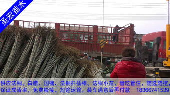 2米高 3米高法桐苗價格價格 廠家 圖片