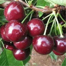 東方黑珍珠價格 東方黑珍珠公司 圖片 視頻