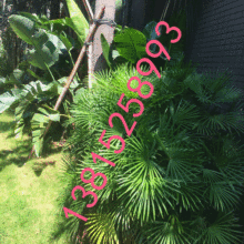 吳中區光福墅園景苗圃 供應產品