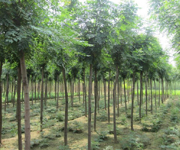 欒樹苗木采購 永誠園林 江西欒樹苗木