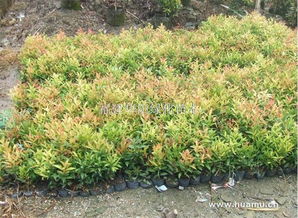 金森女貞 福建華陽綠化苗木