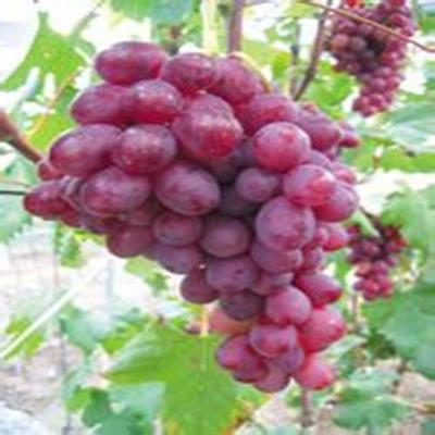 供應(yīng)【盧龍明杰葡萄木苗價格供應(yīng)貴州。】葡萄苗木廠家圖片_高清圖_細(xì)節(jié)圖-盧龍縣明杰葡萄樹苗種植場 -