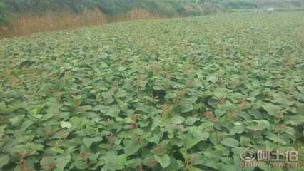 【成都獼猴桃苗純正品種#粗度1公分獼猴桃苗】獼猴桃苗,價格,廠家,供應(yīng)商,其他農(nóng)業(yè),雅安市名山區(qū)惠農(nóng)苗木種植農(nóng)民專業(yè)合作社 - 產(chǎn)品庫