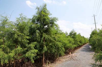 【大豐中山杉苗木基地圖片】大豐中山杉苗木基地 - 鹽城市大豐區世博林業專業合作社