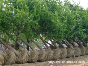 35公分銀杏樹 30厘米銀杏樹 銀杏樹 銀杏樹苗木指導(dǎo)價(jià) 35公分銀杏樹 30厘米銀杏樹 銀杏樹 銀杏樹苗木行情