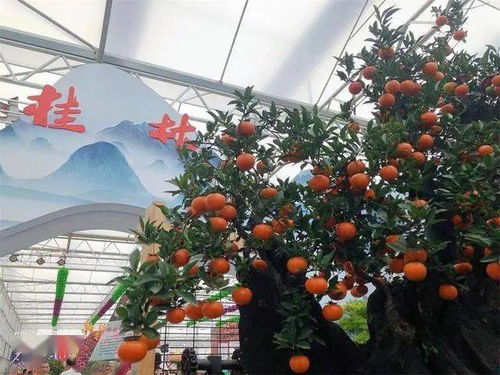 廣西大力發(fā)展花卉苗木產(chǎn)業(yè)