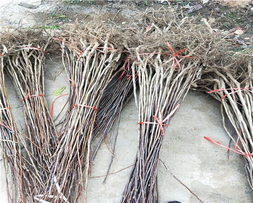 車?yán)遄哟髾烟覙涿?車?yán)遄哟髾烟覙涿鐑r(jià)格