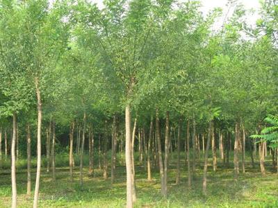 國(guó)槐樹價(jià)格圖片|國(guó)槐樹價(jià)格產(chǎn)品圖片由河南鄢陵花卉苗木場(chǎng)公司生產(chǎn)提供-
