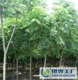 黃山欒,黃山欒樹(shù)苗,黃山欒苗木_農(nóng)副產(chǎn)品_世界工廠網(wǎng)中國(guó)產(chǎn)品信息庫(kù)