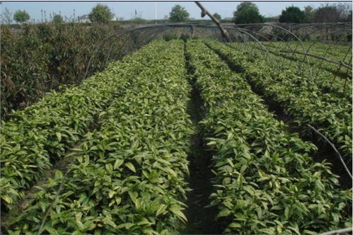 色塊木苗灑金珊瑚批發(fā) 香江苗木合作社 花卉