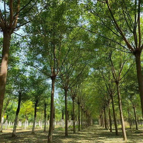 劍閣18公分移栽國槐批發(fā)價(jià)格表