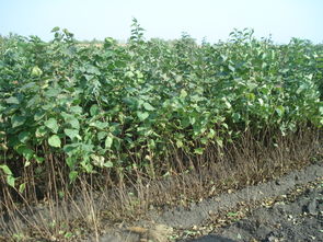 臨沂市進(jìn)口野菊花種子怎么賣