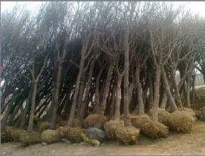 安徽阜陽供應(yīng)1公分法桐小苗 價(jià)格