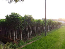 15公分黃山欒樹 15公分移栽黃山欒樹