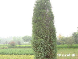 河北省定州市保山苗圃場 產品信息