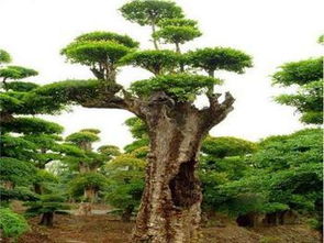 河北景觀色塊苗木