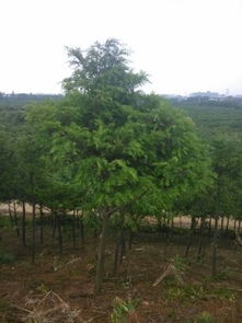 紅豆杉苗木價格