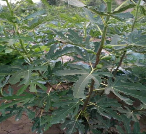 興安瑪依斯陶芬無(wú)花果樹苗基地 煜爍苗木
