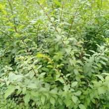 絳縣古絳鎮(zhèn)友梅苗木經(jīng)銷部 供應(yīng)產(chǎn)品