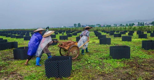 花卉苗木 小產(chǎn)業(yè) 做出 大文章