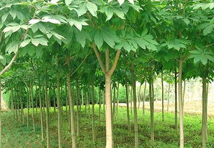 供應(yīng)各種規(guī)格苗木 江西七葉樹價(jià)格 出售七葉樹苗木 江西七葉樹基地