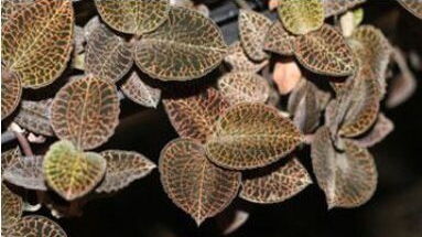 元盛堂金線蓮加盟項目怎么樣