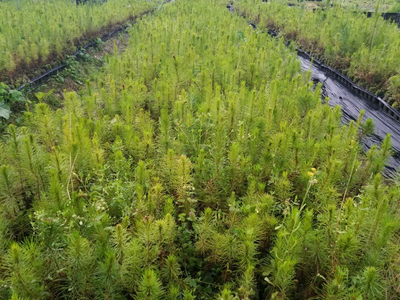 忻城苗木栽培正當時 林業(yè)產(chǎn)業(yè)促脫貧