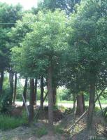 2公分法桐樹價格法國梧桐苗[供應]_綠化苗木_世界工廠網(wǎng)中國產(chǎn)品信息庫