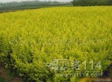 鎮(zhèn)江其他種子、種苗批發(fā)_鎮(zhèn)江其他種子、種苗供應_其他種子、種苗鎮(zhèn)江廠家_ - 