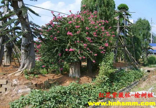 湖南苗圃 紫薇產(chǎn)品大圖 湖南恒升園林綠化苗圃